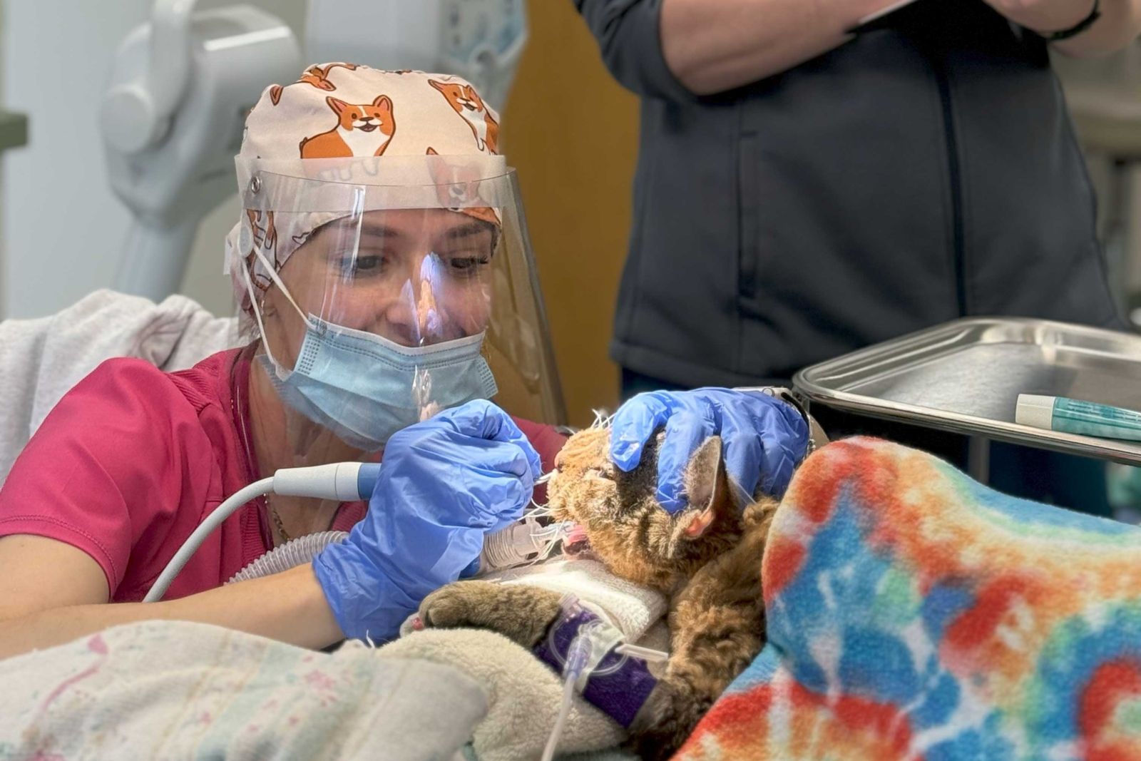Cat dental cleaning