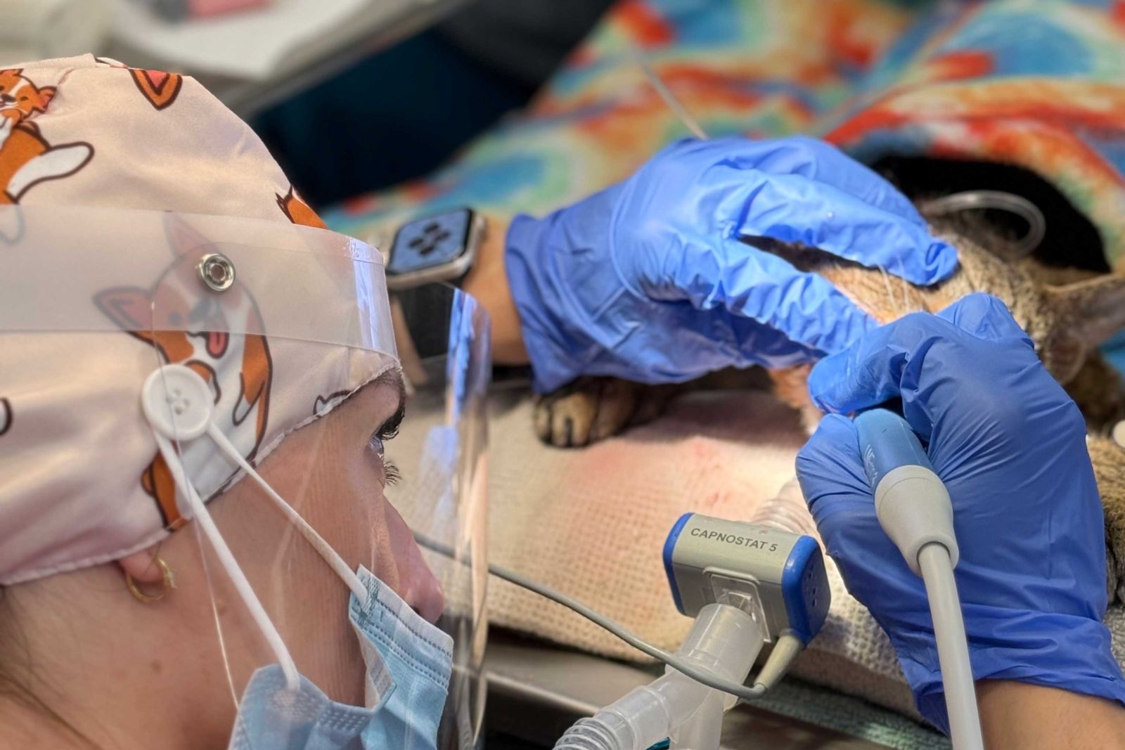 Cat getting a dental cleaning