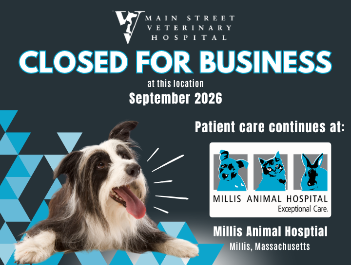 Main Street Veterinary Hospital Is Merging with Millis Animal Hospital