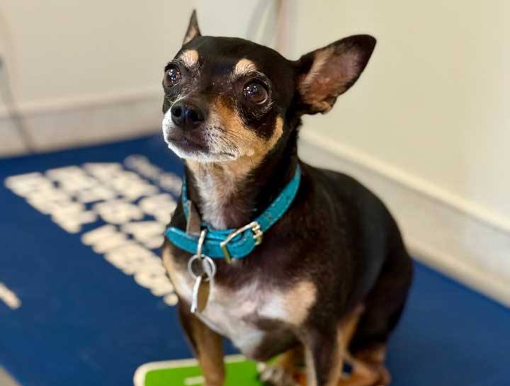 Preventive Care for Dogs
