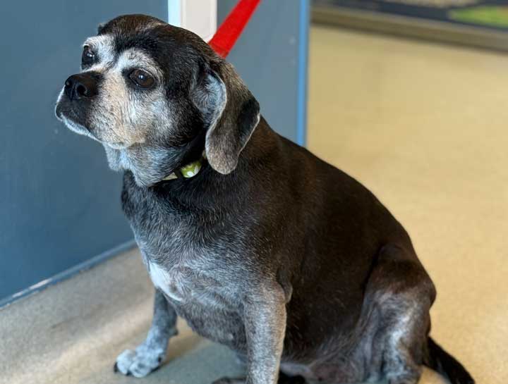 Senior Pet Care 
